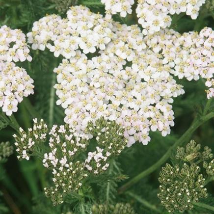 Natural active Yarrow